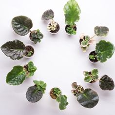 several plants are arranged in a circle on a white surface with green leaves and brown spots