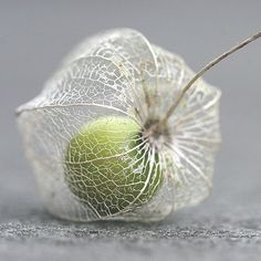 a green apple sitting on top of a leaf covered table next to a gray wall