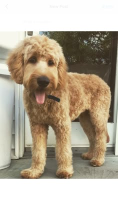 a brown dog standing in front of a door with its tongue out and it's mouth open