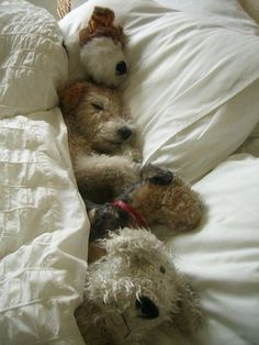 two dogs laying in bed with white sheets