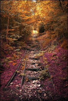 a train track in the middle of a forest filled with trees and leaves on it