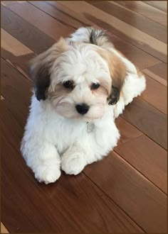 a small white and brown dog sitting on top of a wooden floor