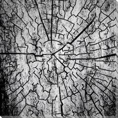 a black and white photo of a tree trunk with cracks in the bark on it