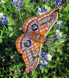 two butterflies sitting on top of purple flowers