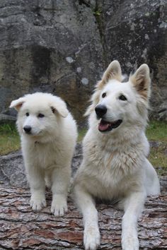 two white dogs sitting next to each other on top of a tree trunk in front of some rocks