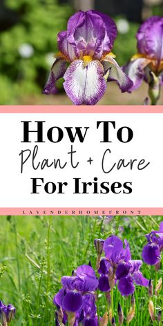 purple flowers with the words how to plant and care for irises