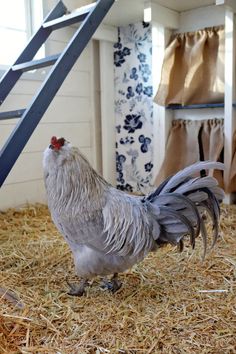 a chicken standing on top of hay next to a stair case