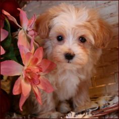 a small white dog standing next to a pink flower