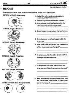 worksheet showing the structure and functions of an animal's body in order to describe