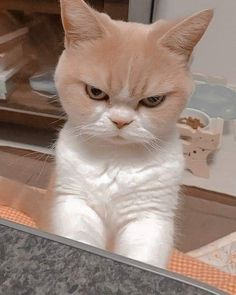 an orange and white cat sitting on top of a table