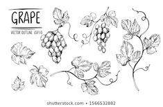 grapes on the vine with leaves hand drawn illustration in vintage engraving style, black and white