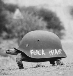 a black and white photo of a turtle with a helmet on it's head