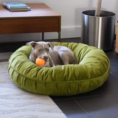 L.A. Dog Company Ali Donut Celery by Animals Matter Extra Large Dog Bed, Donut Dog Bed, Dog Weight, Min Pin, Cool Dog Beds, Orthopedic Dog Bed, Dog Rooms, Dog Car Seats, Dog Bed Large