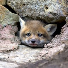 a baby fox peeks out from behind some rocks