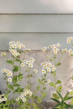 daisies growing in front of a house with white siding and green leaves on it