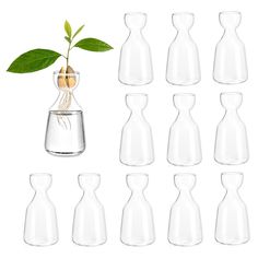 a group of glass vases filled with water and a plant in one pot, each containing an individual's own green sprout