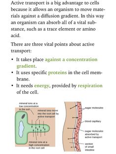 the diagram shows how cell lines are connected to each other and what they can do