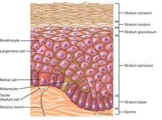 Layers Of Epidermis Anatomy, 5 Layers Of Epidermis, Squamous Epithelium, Stratified Columnar Epithelium, Smile Wrinkles, Epithelial Tissue, Langerhans Cell, Aesthetic Nursing, Nail Education