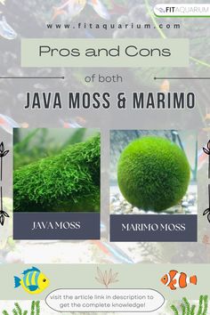 an advertisement for the pros and cons of both java moss and marmo