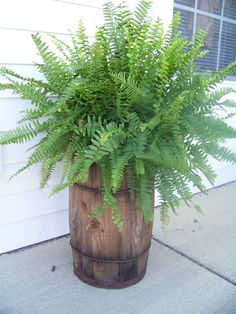 a potted plant sitting on the side of a house