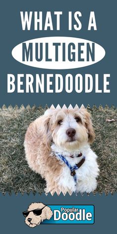 a dog is sitting in the grass with sunglasses on it's head and text that reads, what is a multgen bern doodle?