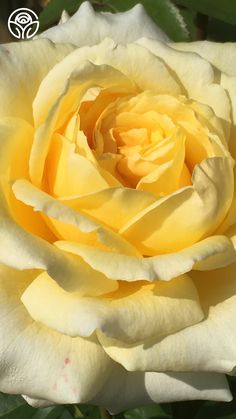 a yellow and white rose with green leaves