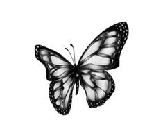 a black and white butterfly flying in the sky