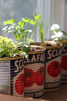 several tin cans with plants growing in them