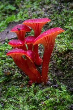 three red mushrooms growing out of the ground