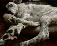 a white and black dog laying on top of a couch