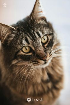 a close up of a cat looking at the camera with an intense look on its face