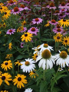 many different colored flowers in a field