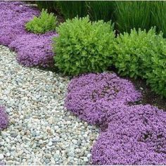 purple flowers are growing in the middle of a gravel garden bed with green grass and rocks