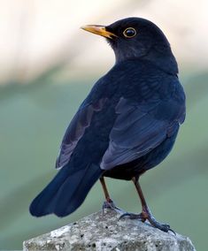 a black bird sitting on top of a rock