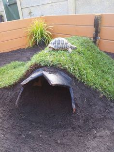 a tortoise shell laying on top of grass in a garden with a fence behind it