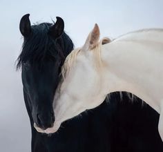 two black and white horses standing next to each other