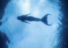 an animal swimming in the water with its shadow on it's back and head