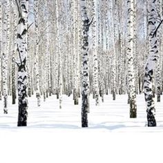 the trees are covered in snow and have no leaves on them, but they stand tall