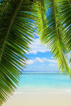 a beach with palm trees and the ocean in the background