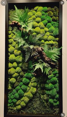 a moss covered wall with ferns and other greenery in it's display case