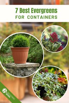 the 7 best evergreens for containers are shown in this brochure, which shows different types of trees and shrubs