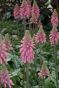 pink flowers are blooming in the garden