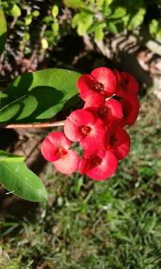 red flowers are blooming in the grass