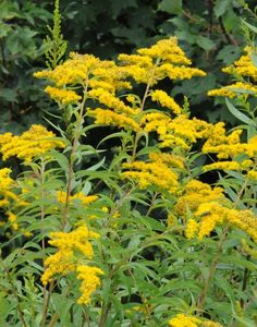 yellow flowers are blooming in the garden