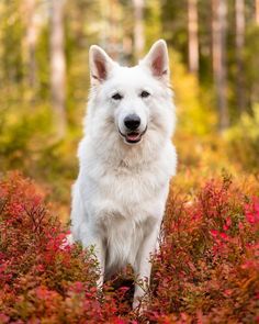 a white dog sitting in the middle of a forest filled with red and green plants