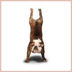 a brown and white dog standing on its hind legs