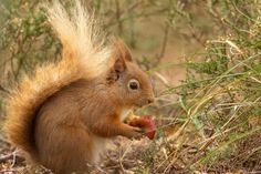 Red squirrel eating the core of a red apple stock images Squirrel Eating, Apple Stock, Red Squirrel, Animals Images, Red Apple