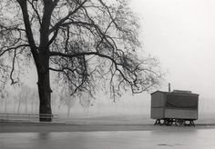 an outhouse sitting under a tree in the middle of a park on a foggy day