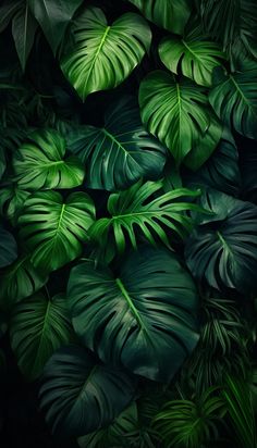 green leaves are arranged on the wall