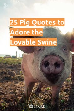 a pig standing on top of a dirt field with the words 25 pig quotes to adore